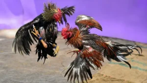 Cách Chơi Đá Gà 3D Tại SHBET: Hướng Dẫn Chi Tiết Cho Người Mới