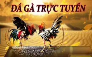 Hướng Dẫn Chơi Đá Gà WS168 Tại SHBET Một Cách Hiệu Quả