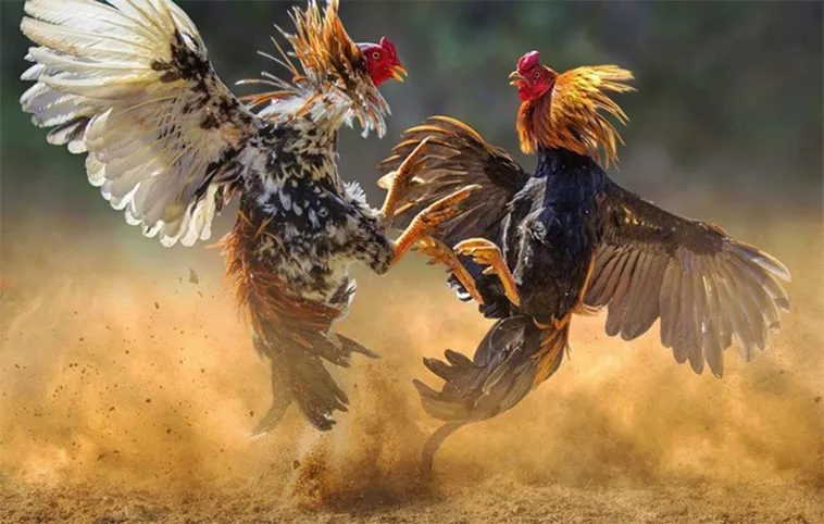 Hướng Dẫn Chơi Đá Gà WS168 Tại SHBET Một Cách Hiệu Quả